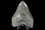 Serrated, Fossil Megalodon Tooth - Collector Quality #90151-2